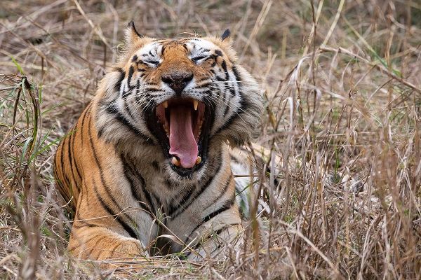 India-Madhya Pradesh-Bandhavgarh National Park Bengal tiger-endangered species